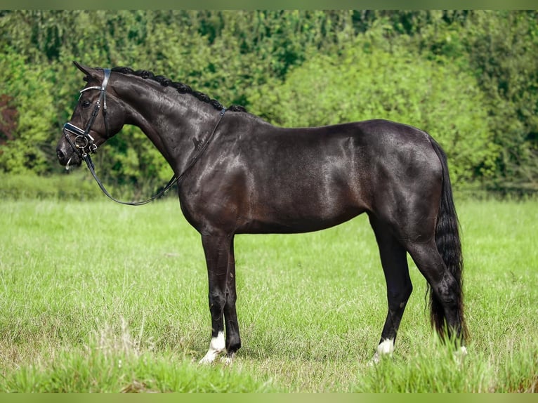 Koń westfalski Klacz 3 lat 168 cm Ciemnogniada in Lingen