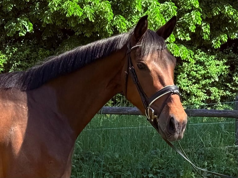 Koń westfalski Klacz 3 lat 168 cm Gniada in Lünen