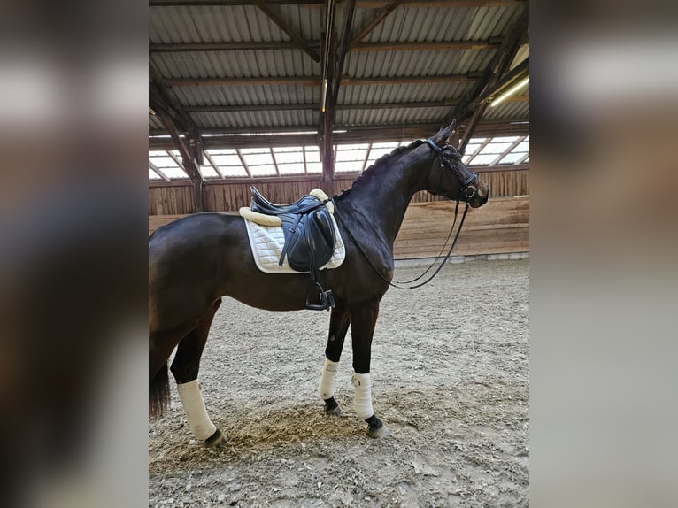 Koń westfalski Klacz 3 lat 168 cm Gniada in Neuhof an der Zenn