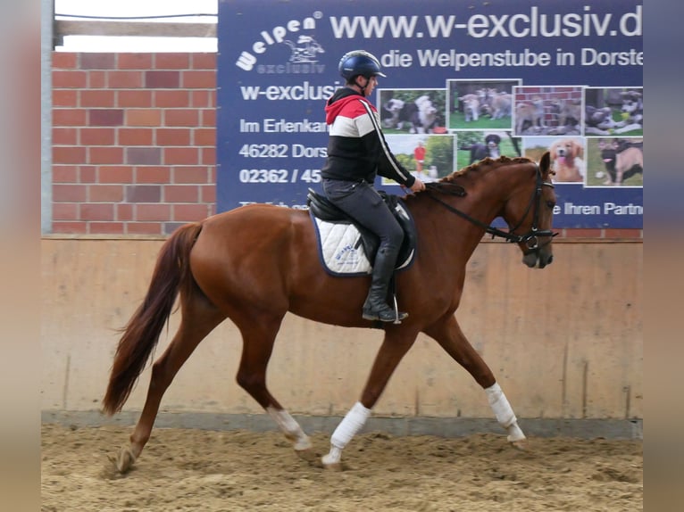 Koń westfalski Klacz 3 lat 168 cm in Dorsten