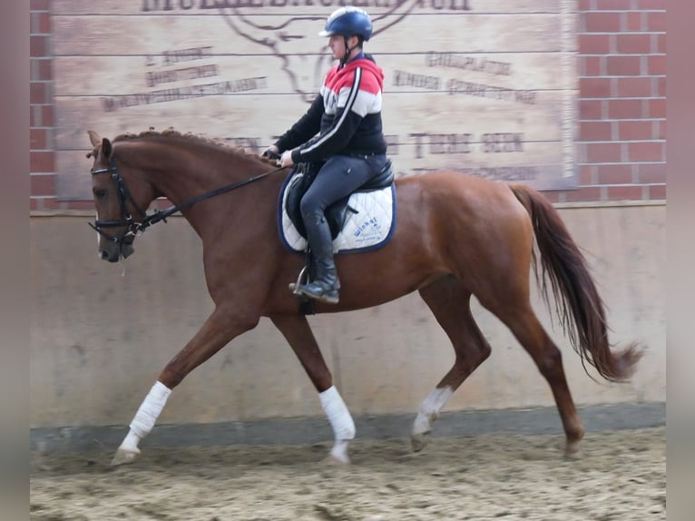 Koń westfalski Klacz 3 lat 168 cm in Dorsten