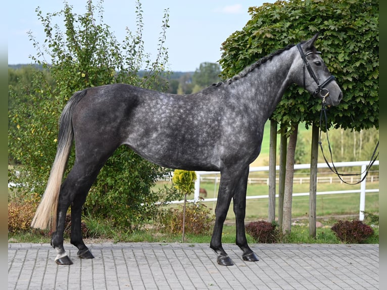 Koń westfalski Klacz 3 lat 168 cm Siwa jabłkowita in Wysin