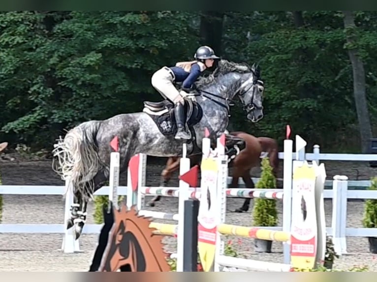 Koń westfalski Klacz 3 lat 168 cm Siwa jabłkowita in Wysin
