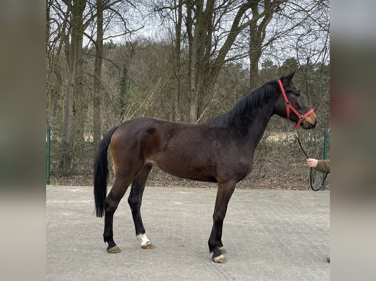 Koń westfalski Klacz 3 lat 169 cm Gniada in Verl