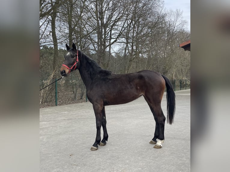 Koń westfalski Klacz 3 lat 169 cm Gniada in Verl