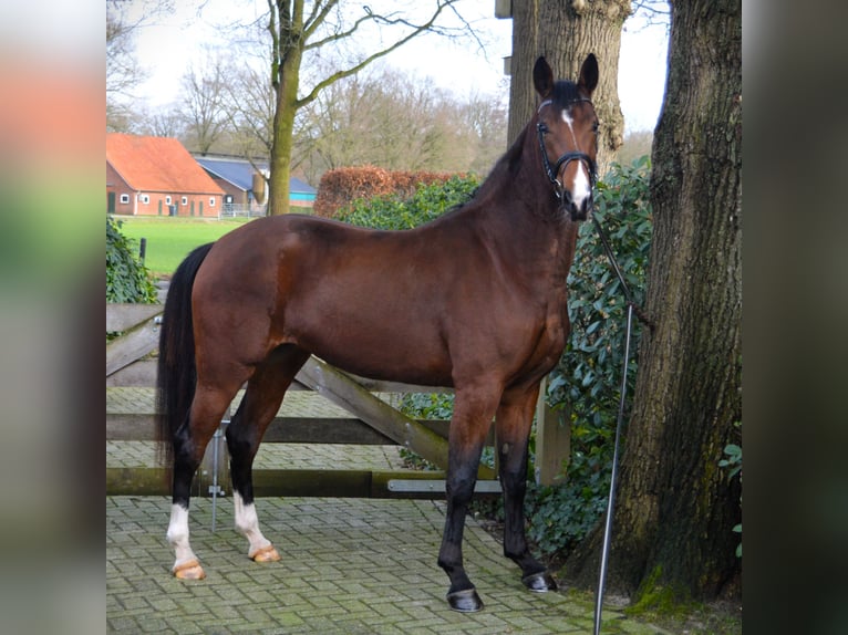 Koń westfalski Klacz 3 lat 169 cm Gniada in Nordhorn