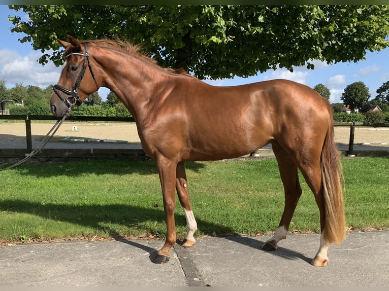 Koń westfalski Klacz 3 lat 169 cm Kasztanowata in Rosendahl