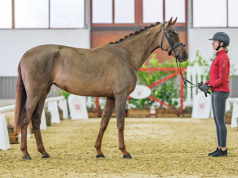 Koń westfalski Klacz 3 lat 169 cm Kasztanowata in M&#xFC;nster-Handorf