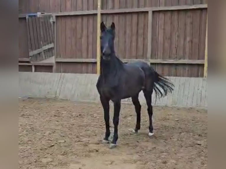 Koń westfalski Klacz 3 lat 170 cm Ciemnogniada in Arnsberg