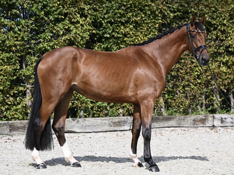 Koń westfalski Klacz 3 lat 170 cm Gniada in Rosenheim