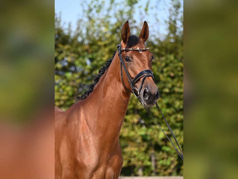 Koń westfalski Klacz 3 lat 170 cm Gniada in Rosenheim