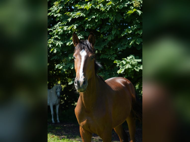 Koń westfalski Klacz 3 lat 170 cm Gniada in Wuppertal