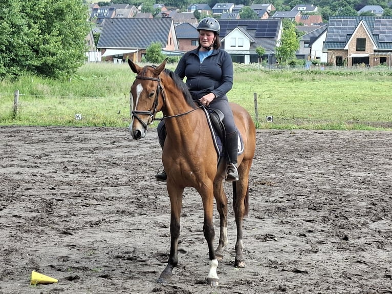Koń westfalski Klacz 3 lat 170 cm Gniada in Tecklenburg