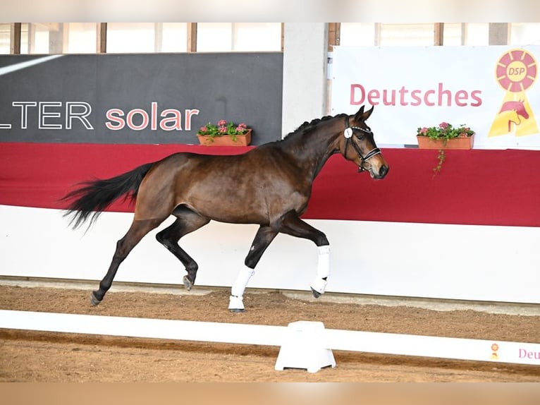 Koń westfalski Klacz 3 lat 170 cm Gniada in Neuhof an der Zenn