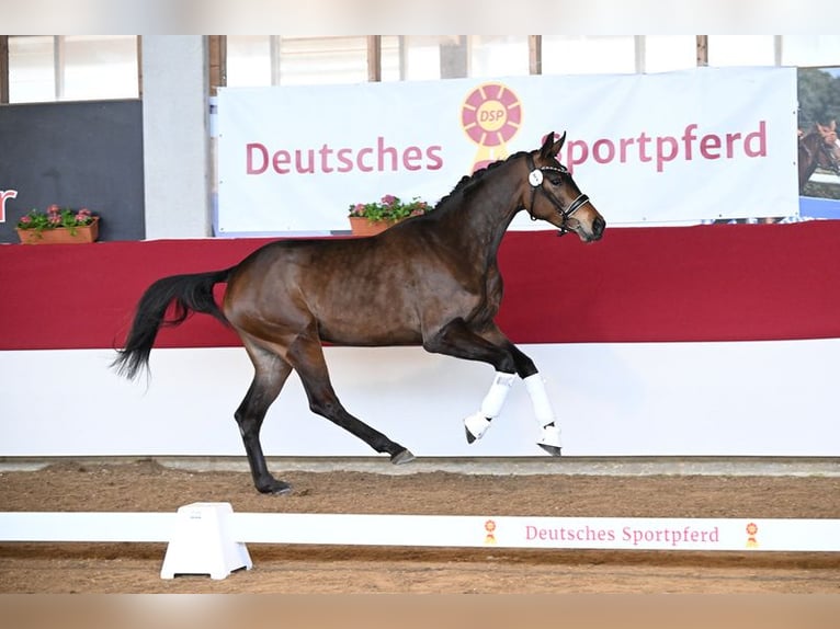 Koń westfalski Klacz 3 lat 170 cm Gniada in Neuhof an der Zenn