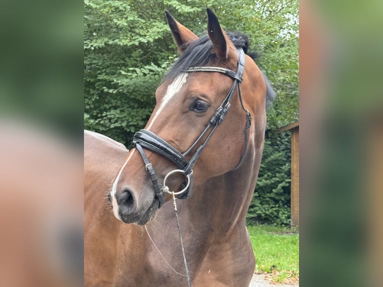 Koń westfalski Klacz 3 lat 170 cm Gniada in Wesel