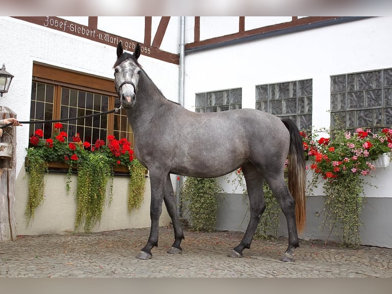 Koń westfalski Klacz 3 lat 170 cm Siwa jabłkowita in Schmallenberg