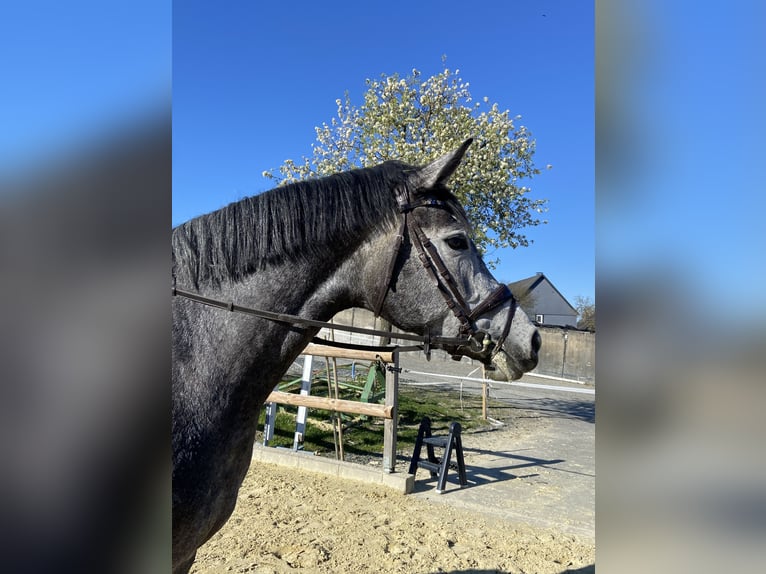 Koń westfalski Klacz 3 lat 170 cm Siwa jabłkowita in Schmallenberg