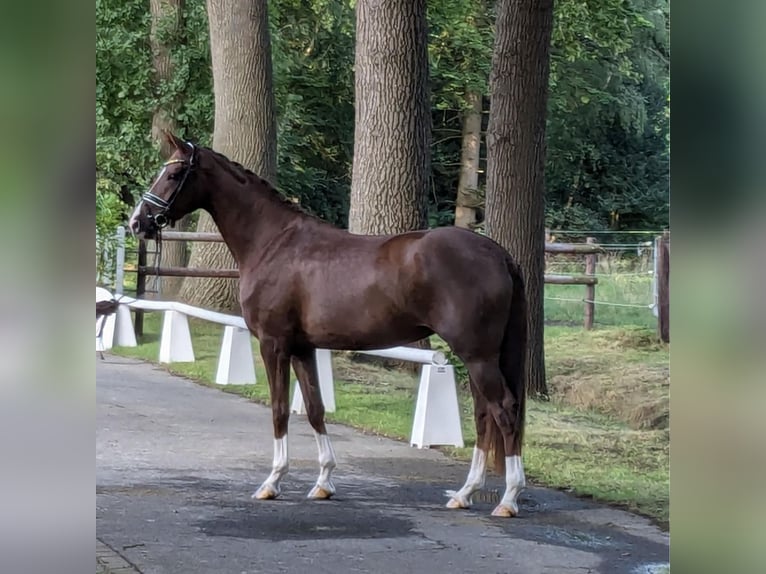 Koń westfalski Klacz 3 lat 171 cm Ciemnokasztanowata in Rheine