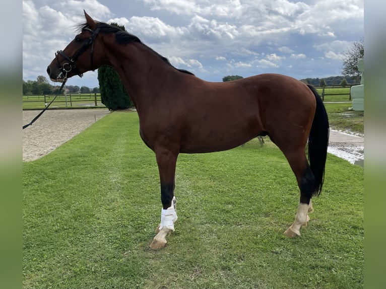 Koń westfalski Klacz 3 lat 172 cm Gniada in Nottuln