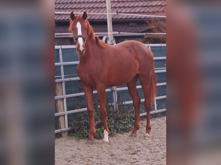 Koń westfalski Klacz 3 lat 172 cm Kasztanowata in Borchen