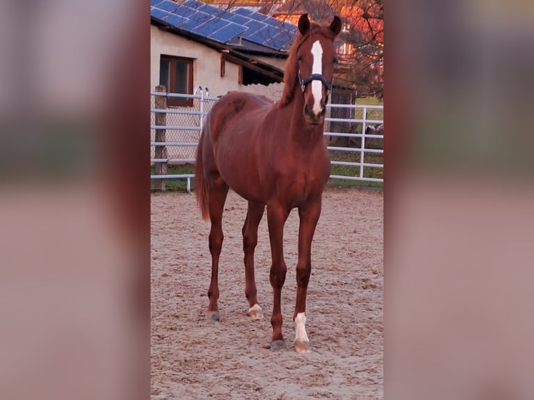 Koń westfalski Klacz 3 lat 172 cm Kasztanowata in Borchen