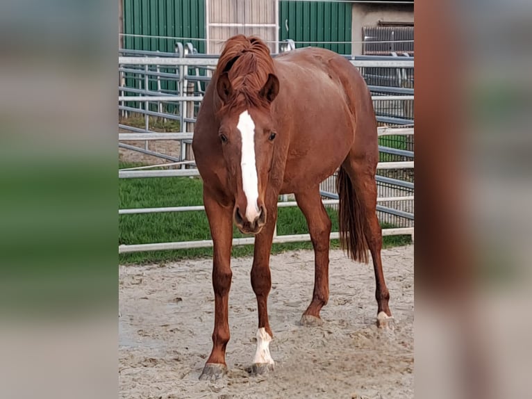 Koń westfalski Klacz 3 lat 172 cm Kasztanowata in Borchen