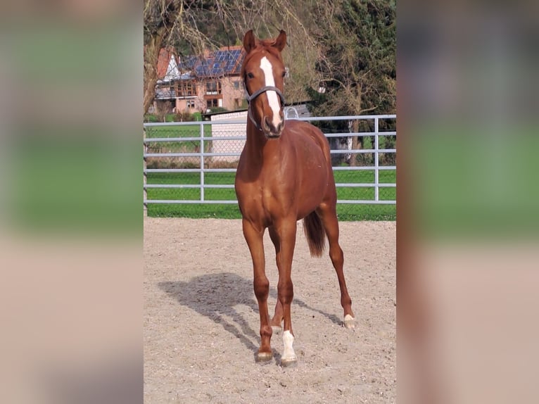 Koń westfalski Klacz 3 lat 172 cm Kasztanowata in Borchen