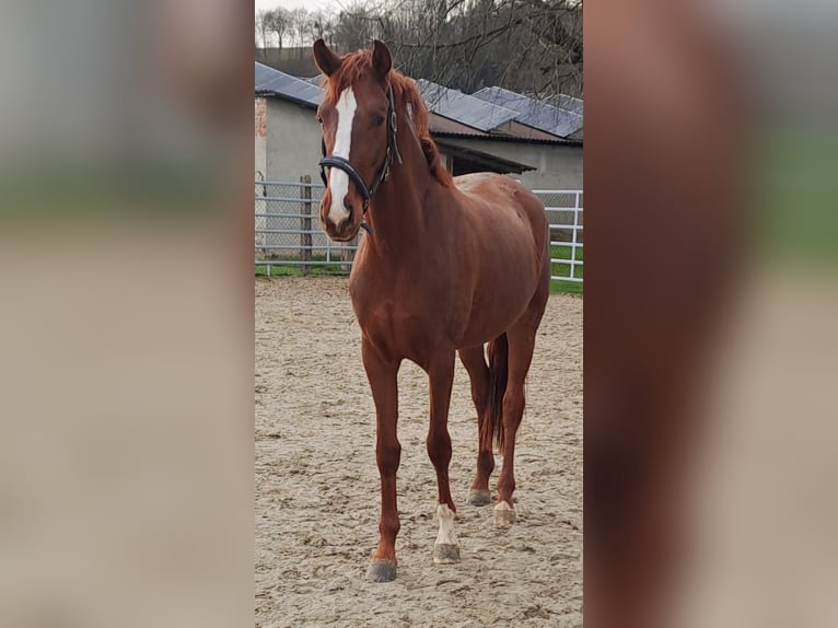 Koń westfalski Klacz 3 lat 172 cm Kasztanowata in Borchen