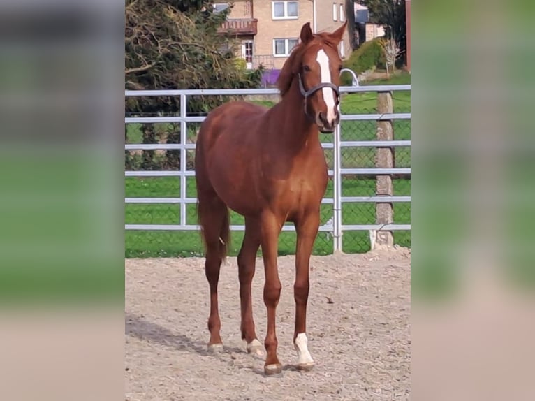 Koń westfalski Klacz 3 lat 172 cm Kasztanowata in Borchen