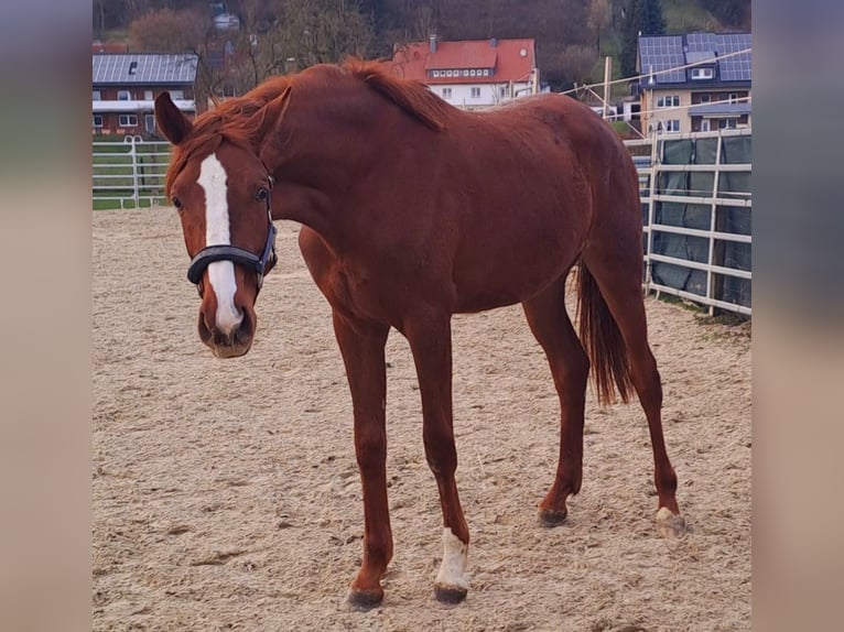 Koń westfalski Klacz 3 lat 172 cm Kasztanowata in Borchen