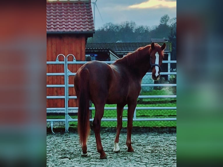 Koń westfalski Klacz 3 lat 172 cm Kasztanowata in Borchen