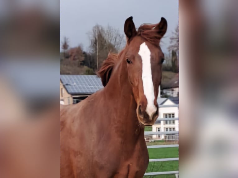 Koń westfalski Klacz 3 lat 172 cm Kasztanowata in Borchen