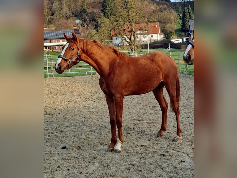 Koń westfalski Klacz 3 lat 172 cm Kasztanowata in Borchen