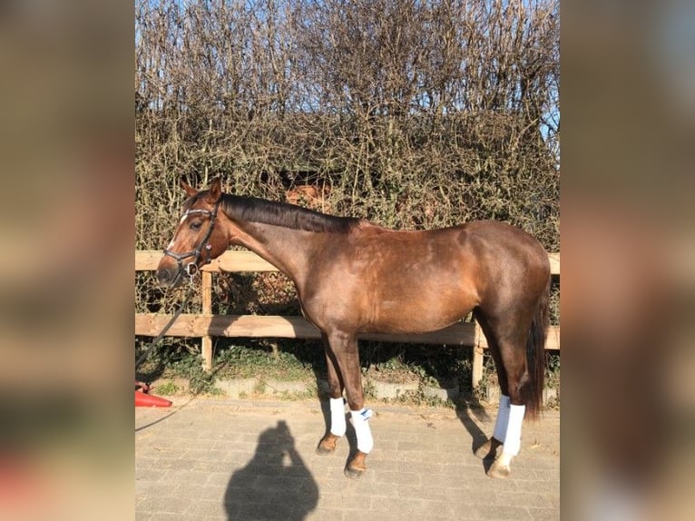 Koń westfalski Klacz 3 lat 173 cm Ciemnokasztanowata in Bonn