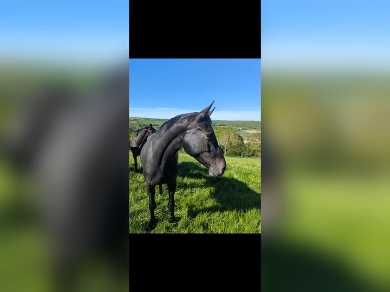 Koń westfalski Klacz 3 lat 173 cm Karosiwa in Lichtenau