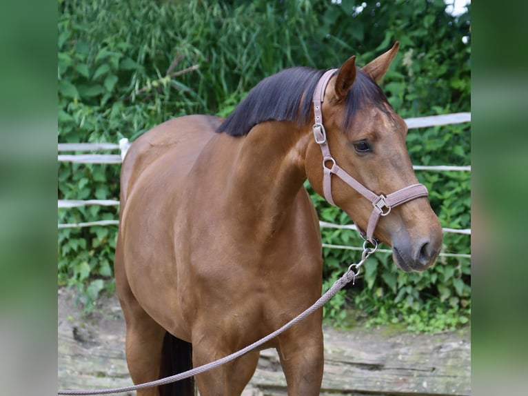 Koń westfalski Klacz 3 lat 174 cm  in Nottuln