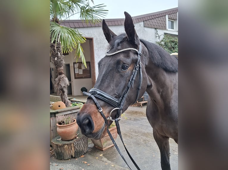 Koń westfalski Klacz 3 lat 175 cm Ciemnogniada in Bottrop
