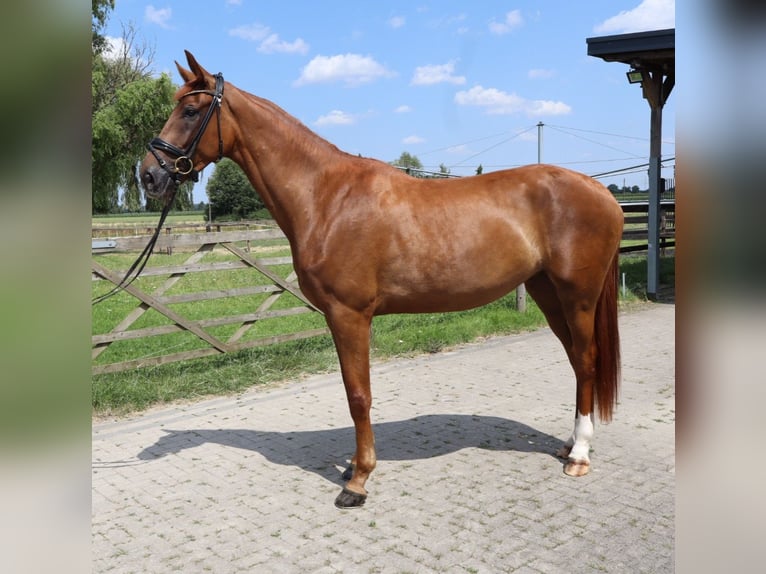 Koń westfalski Klacz 3 lat 175 cm Ciemnokasztanowata in Münster