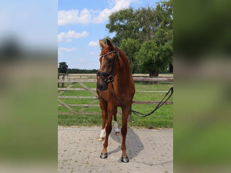 Koń westfalski Klacz 3 lat 175 cm Ciemnokasztanowata in Münster