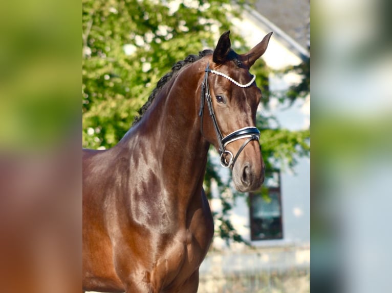 Koń westfalski Klacz 3 lat 175 cm Gniada in Berne