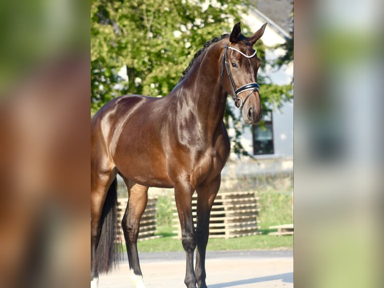 Koń westfalski Klacz 3 lat 175 cm Gniada in Berne