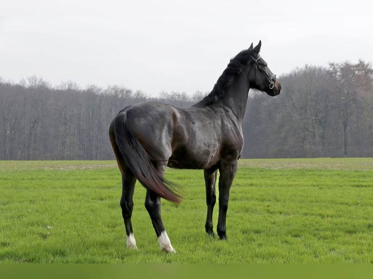 Koń westfalski Klacz 3 lat 175 cm Skarogniada in Spenge