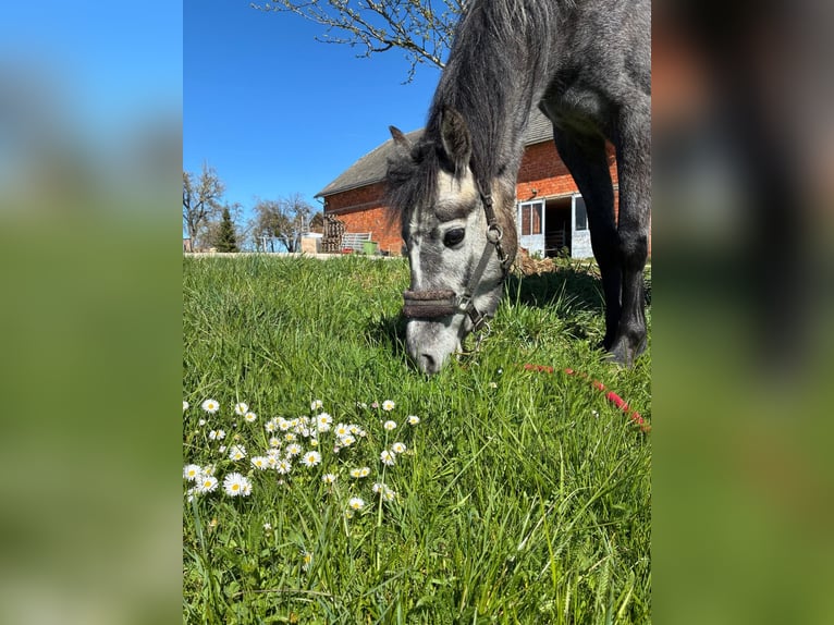 Koń westfalski Klacz 4 lat 135 cm Karosiwa in Mitterberg