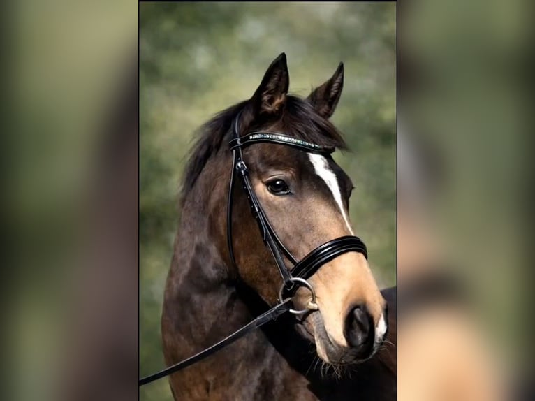 Koń westfalski Klacz 4 lat 145 cm Jelenia in Dortmund