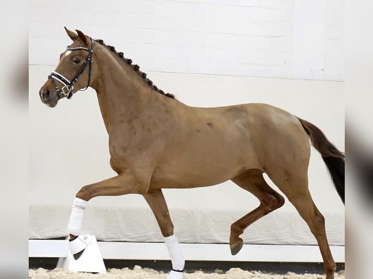 Koń westfalski Klacz 4 lat 155 cm Ciemnokasztanowata in Hamburg