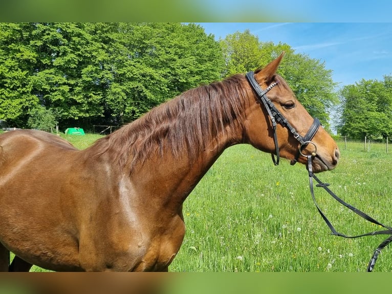 Koń westfalski Klacz 4 lat 158 cm Ciemnokasztanowata in Raeren