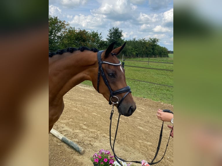 Koń westfalski Klacz 4 lat 158 cm Gniada in Eibergen