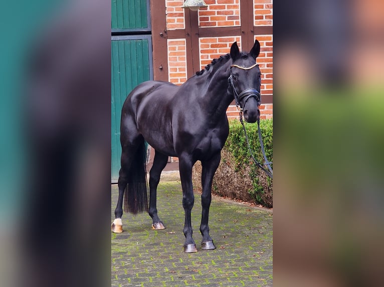 Koń westfalski Klacz 4 lat 158 cm Kara in Warendorf