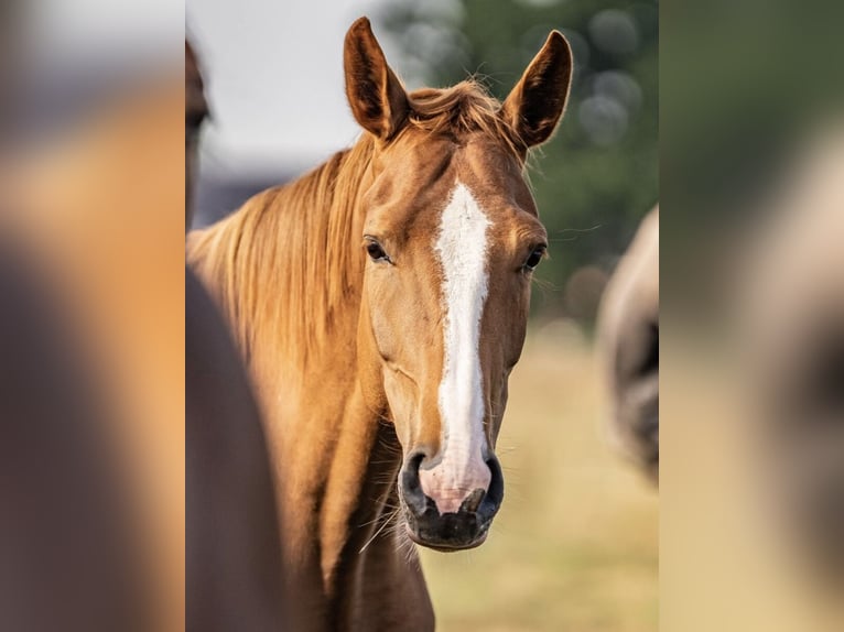 Koń westfalski Klacz 4 lat 158 cm Kasztanowata in Glandorf